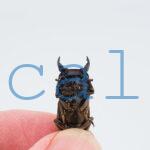 Dorcus sp.
