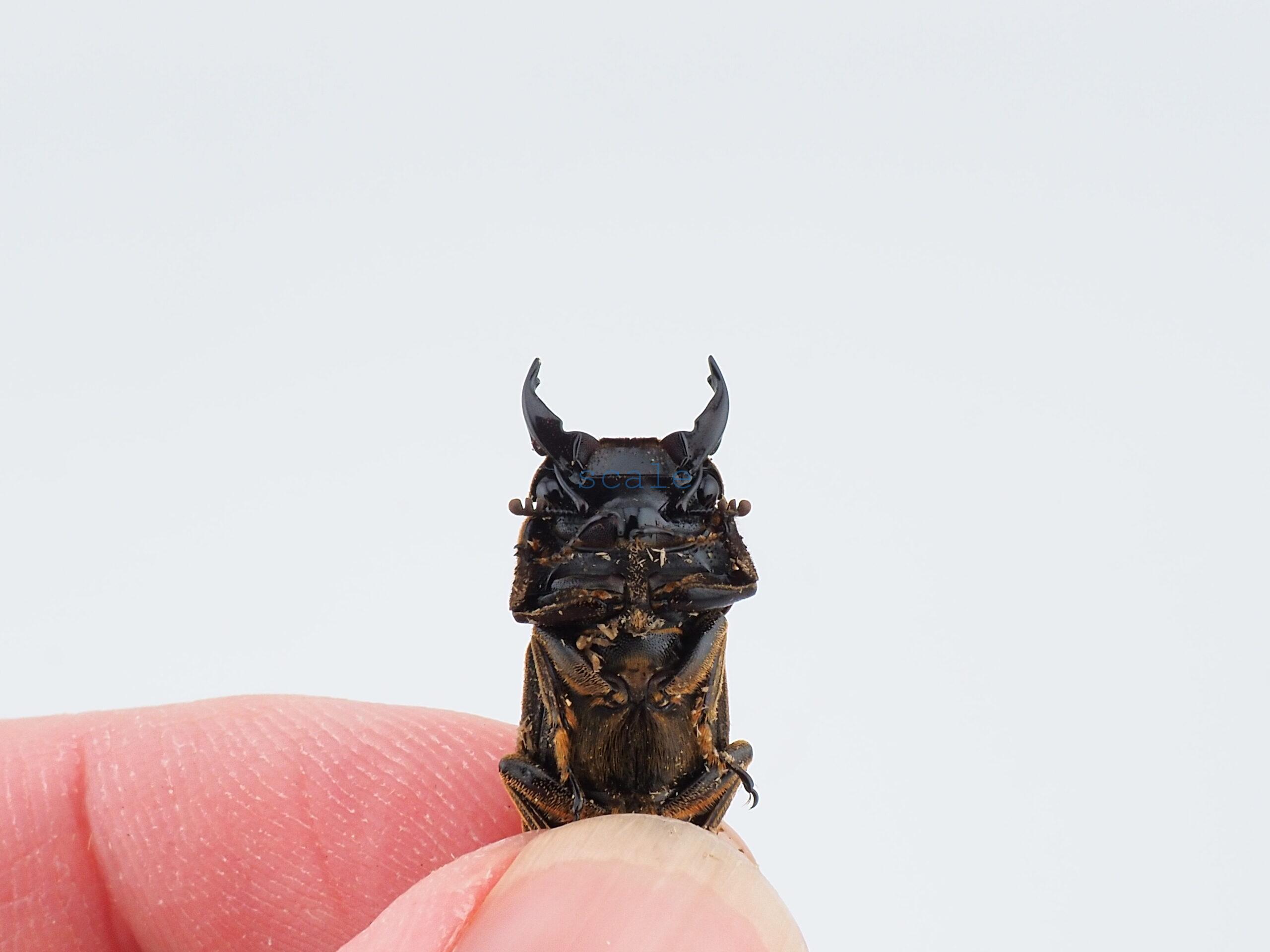 Dorcus sp.