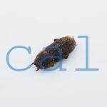 Dorcus sp.