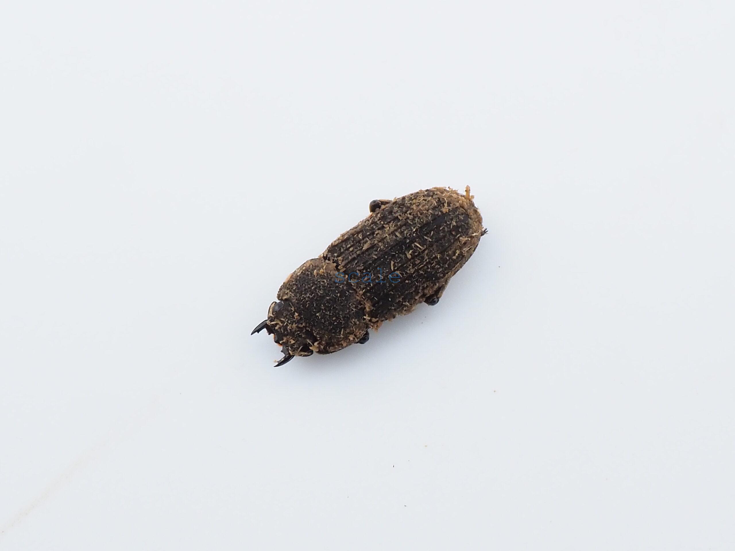 Dorcus sp.