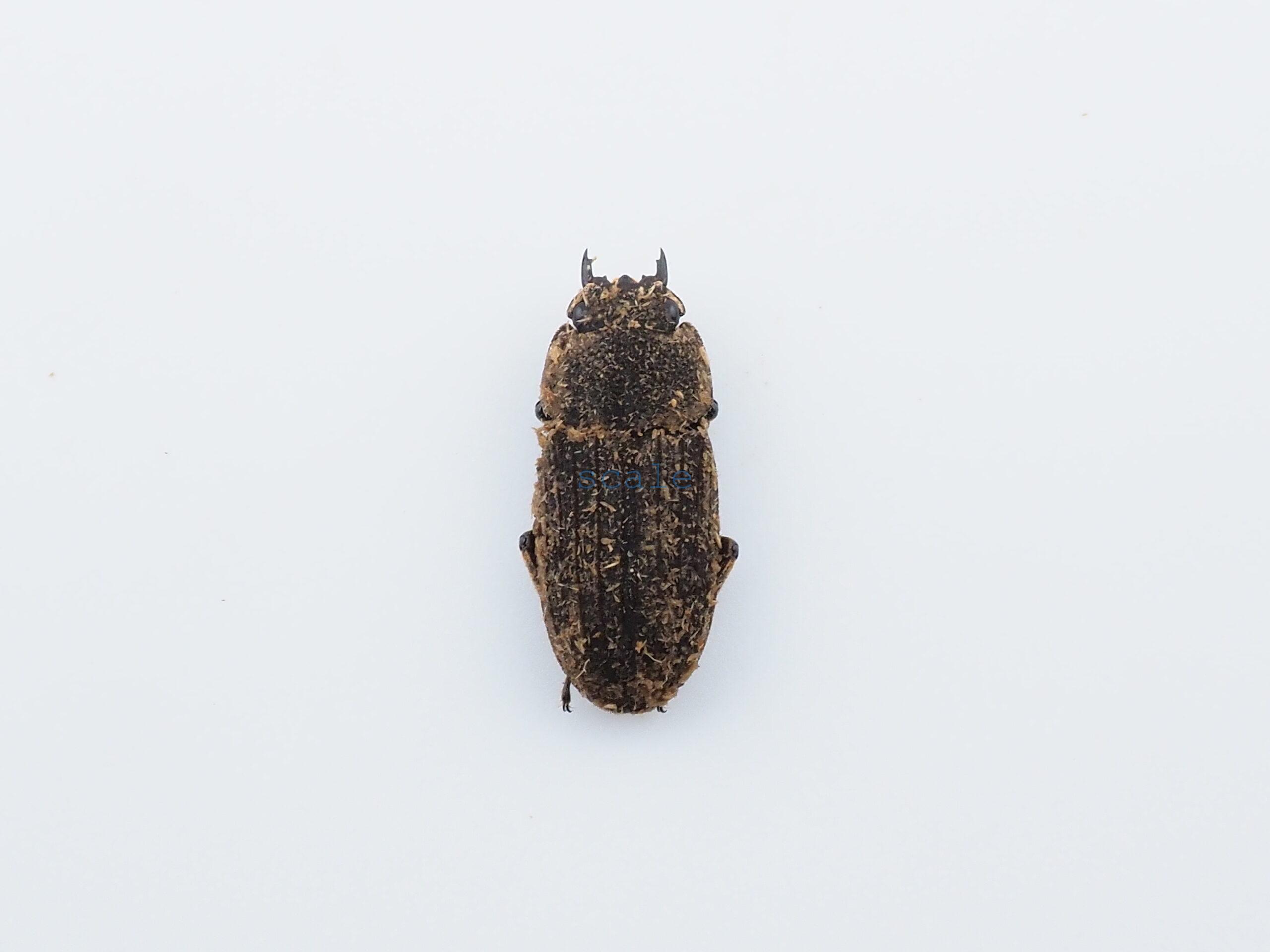 Dorcus sp.