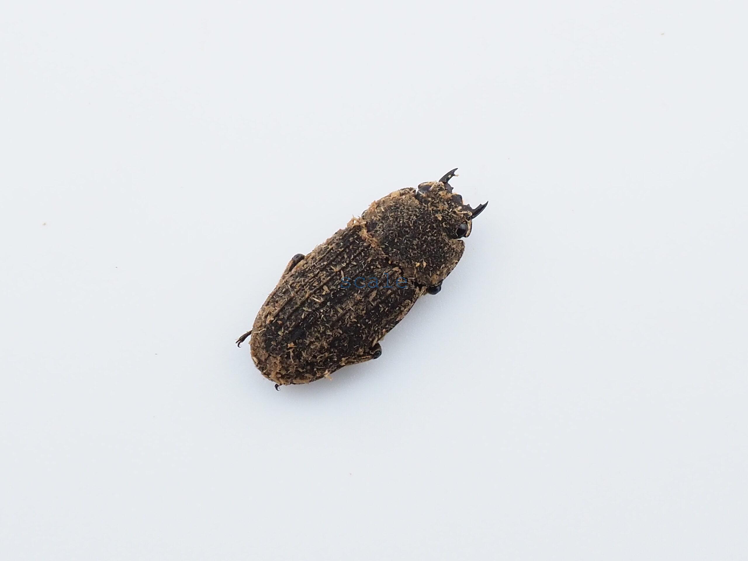Dorcus sp.