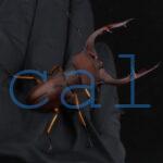 Lucanus marazziorum