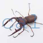 Lucanus marazziorum