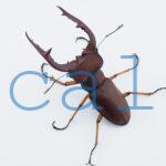 Lucanus marazziorum