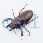 Lucanus marazziorum