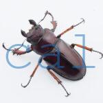 Lucanus marazziorum