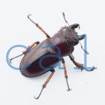 Lucanus marazziorum