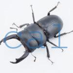 Dorcus cervulus