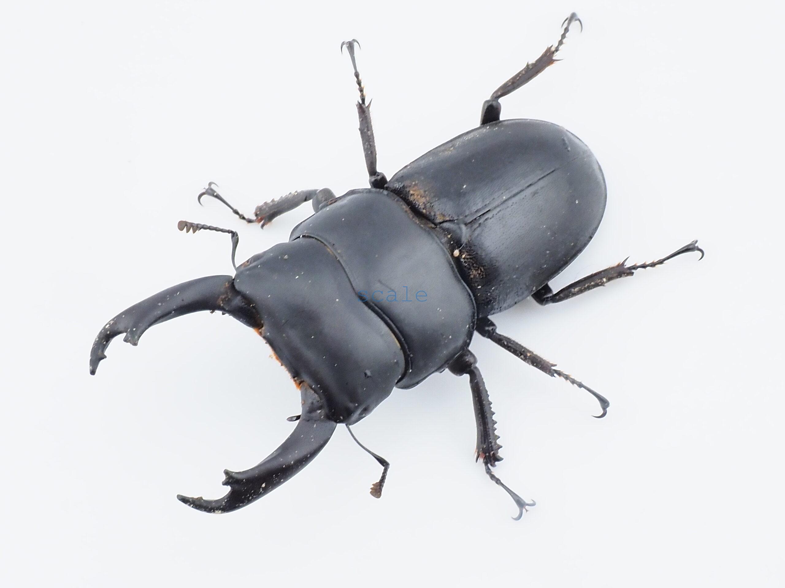 Dorcus cervulus