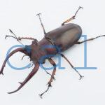 Lucanus angusticornis angusticornis