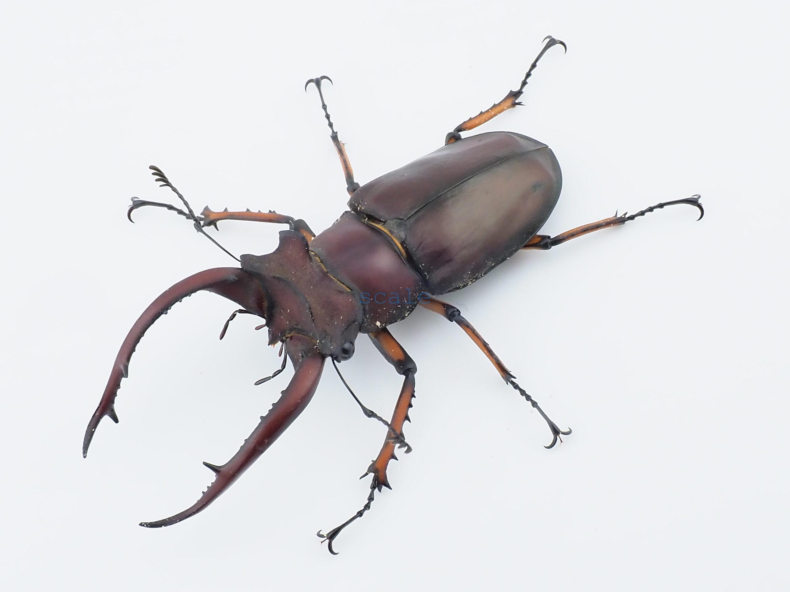 Lucanus angusticornis angusticornis