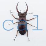 Lucanus angusticornis angusticornis