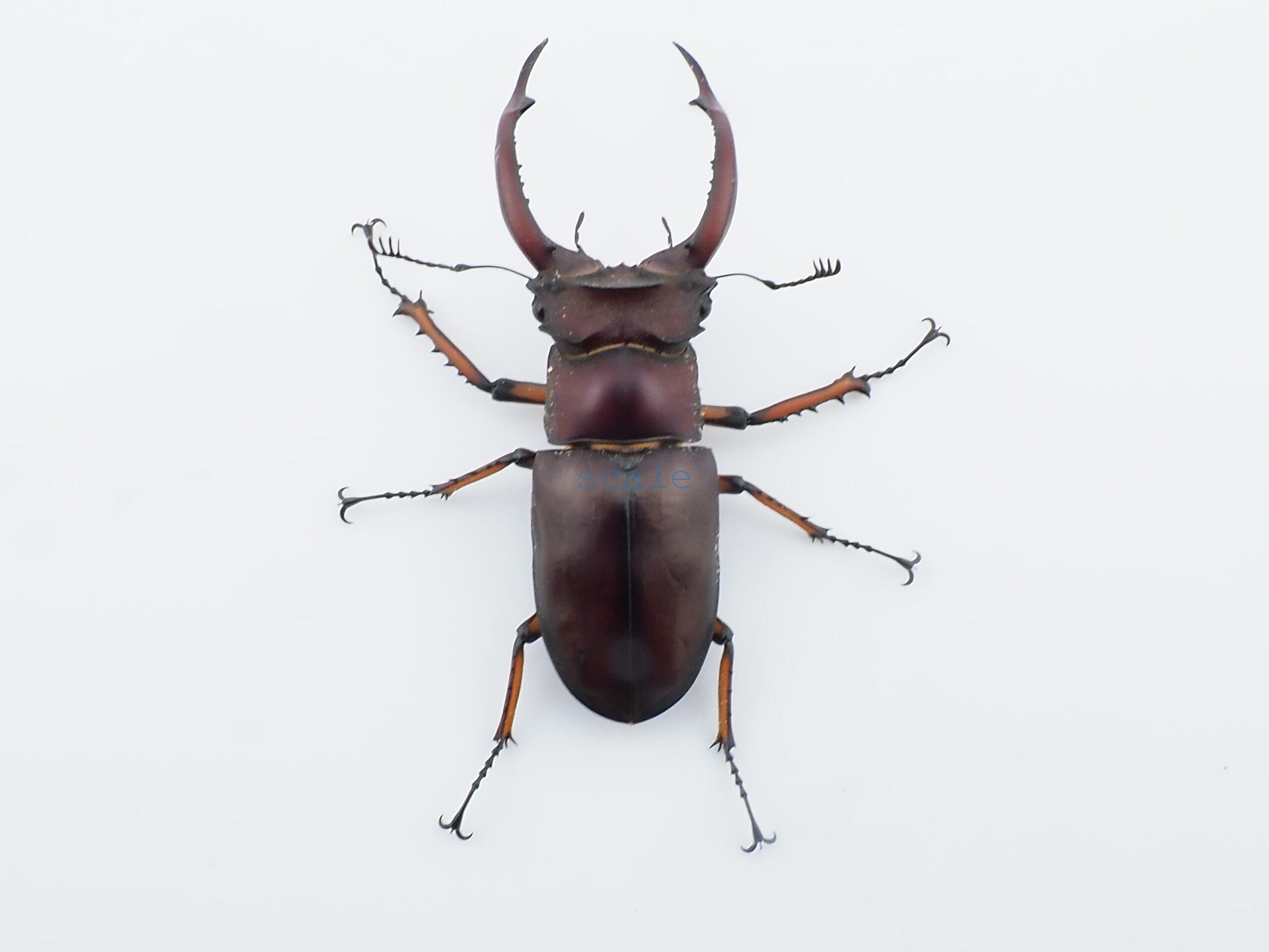 Lucanus angusticornis angusticornis