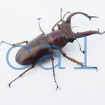Lucanus angusticornis angusticornis