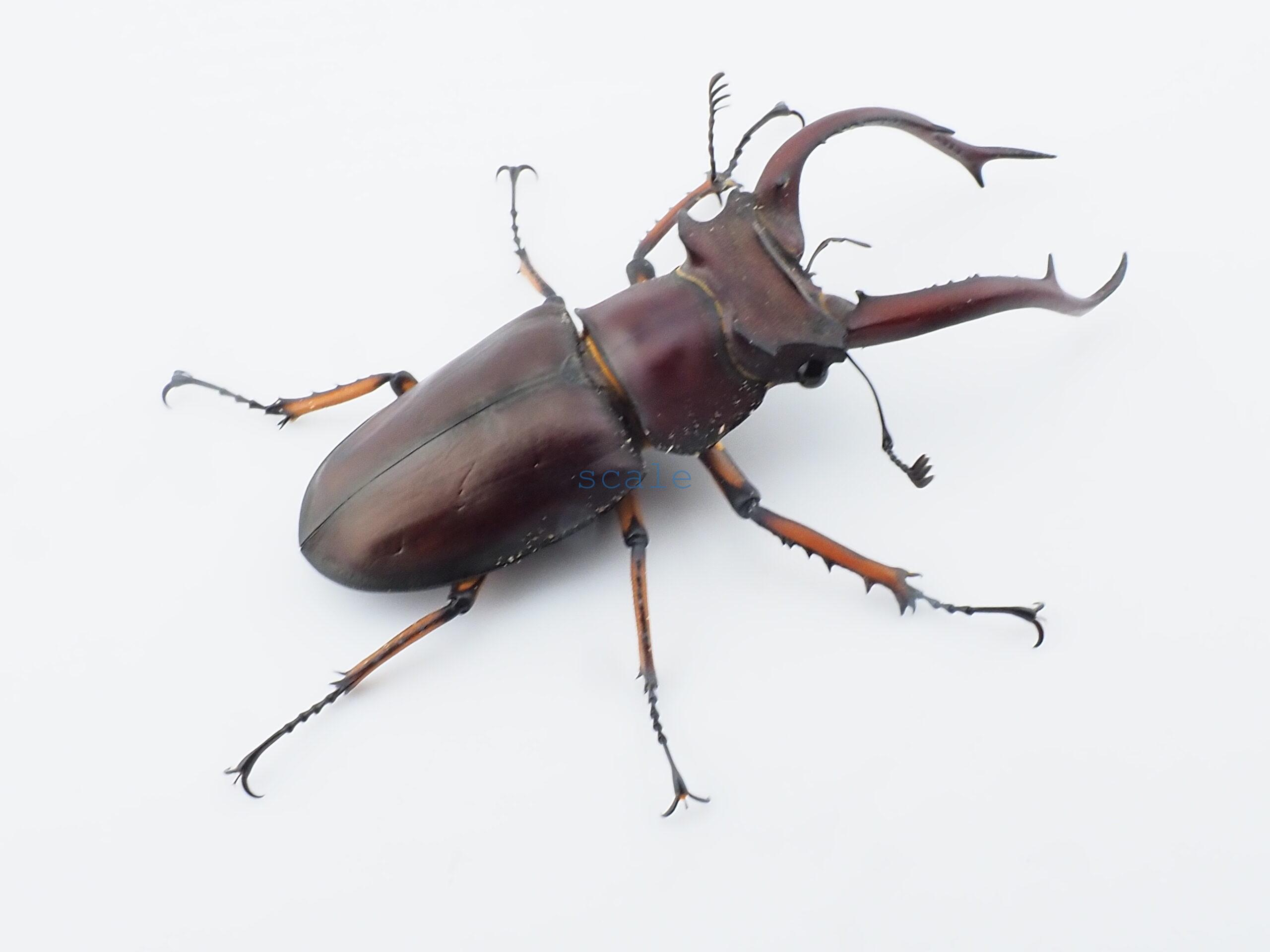 Lucanus angusticornis angusticornis