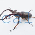 Lucanus angusticornis angusticornis