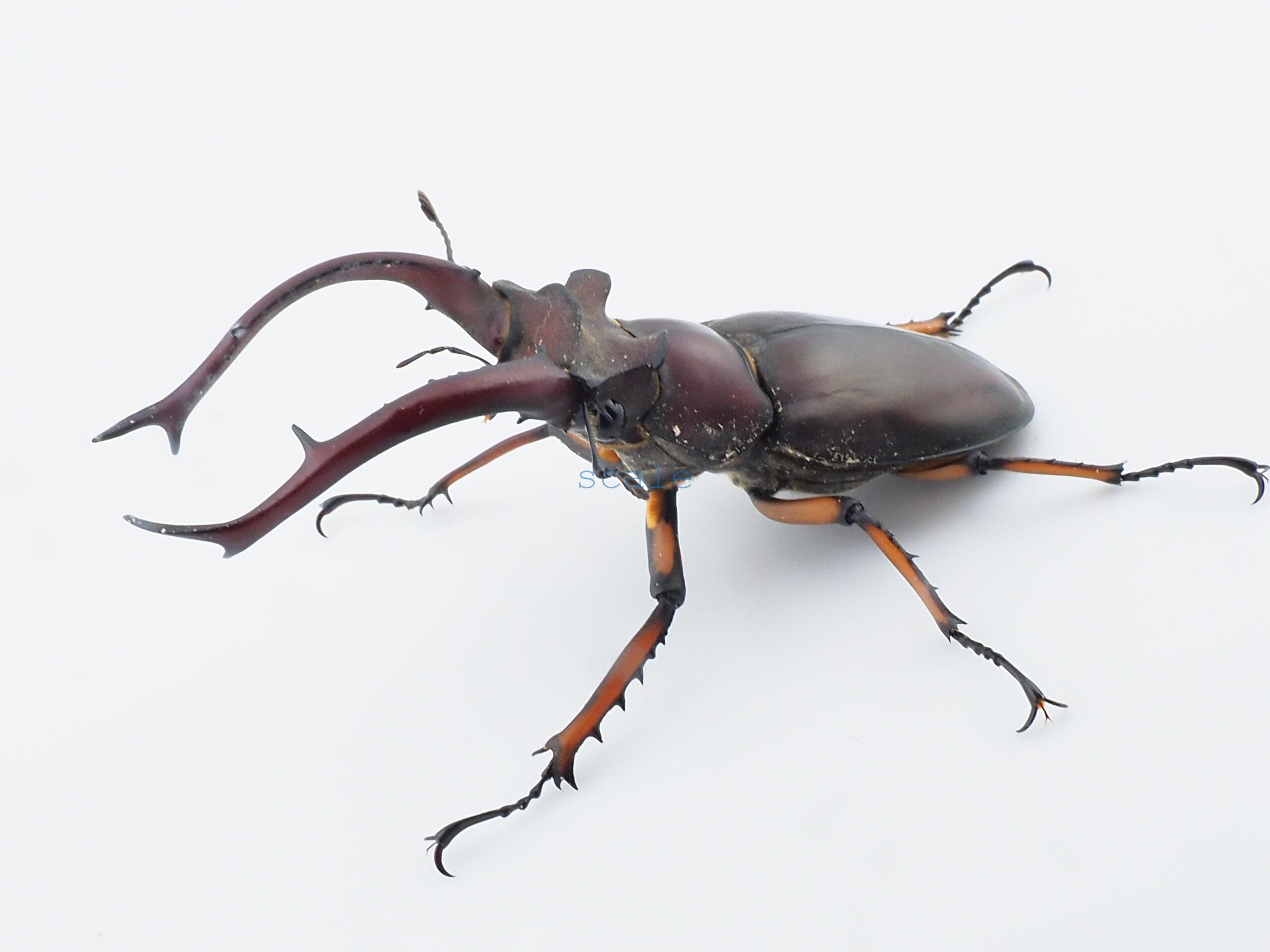 Lucanus angusticornis angusticornis