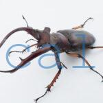 Lucanus angusticornis angusticornis