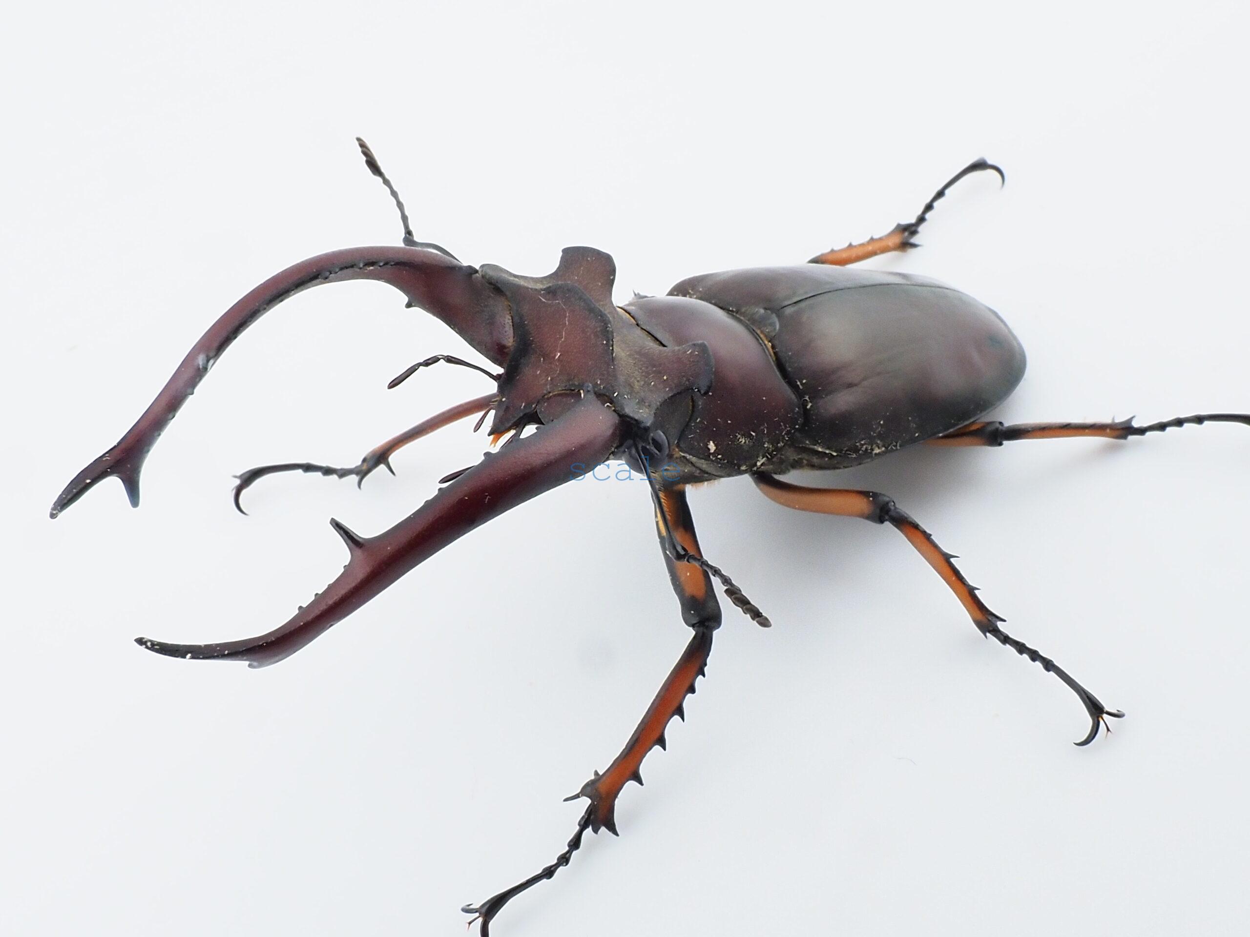 Lucanus angusticornis angusticornis