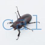 Lucanus angusticornis angusticornis