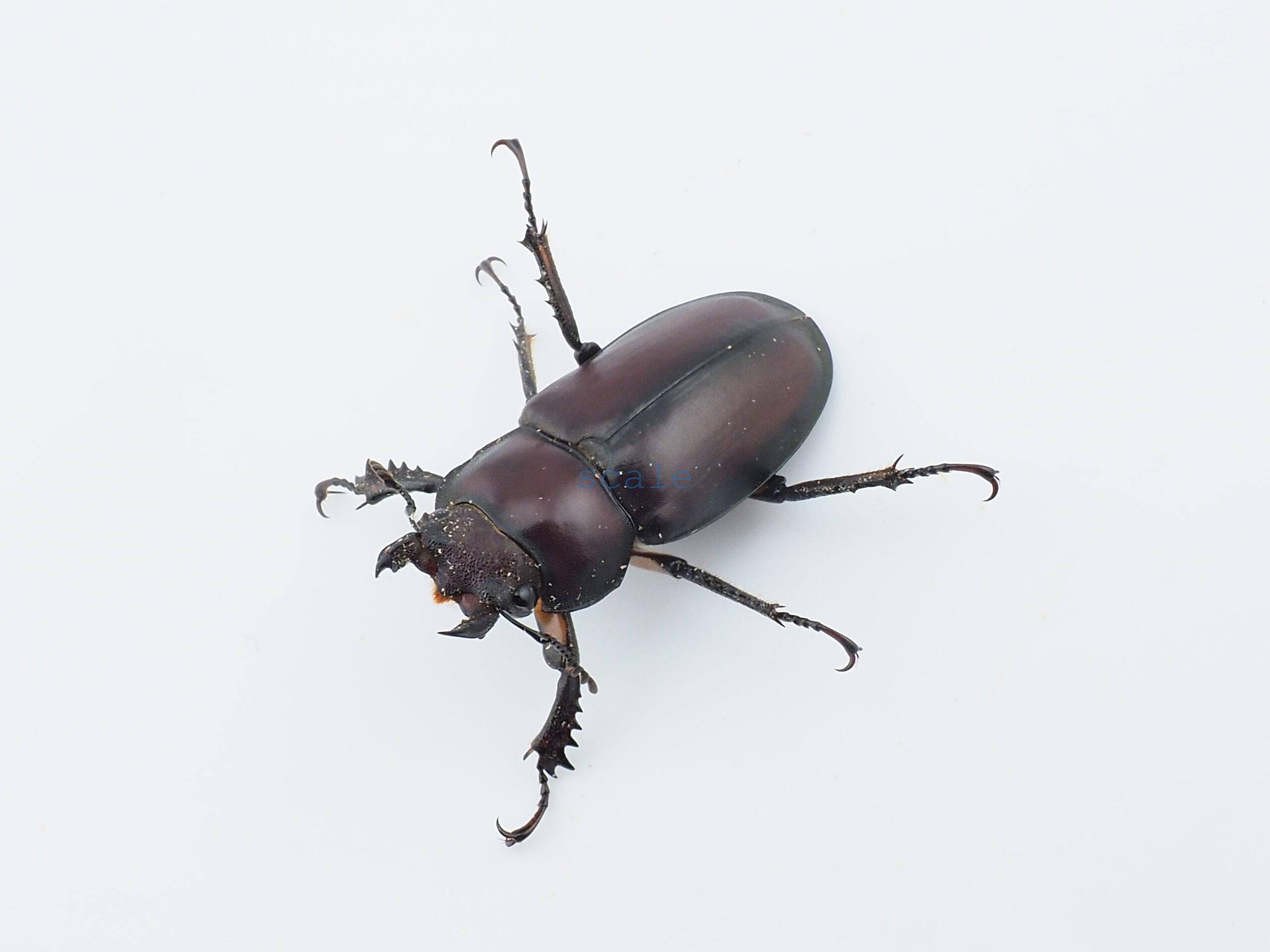 Lucanus angusticornis angusticornis