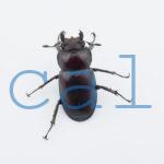 Lucanus angusticornis angusticornis