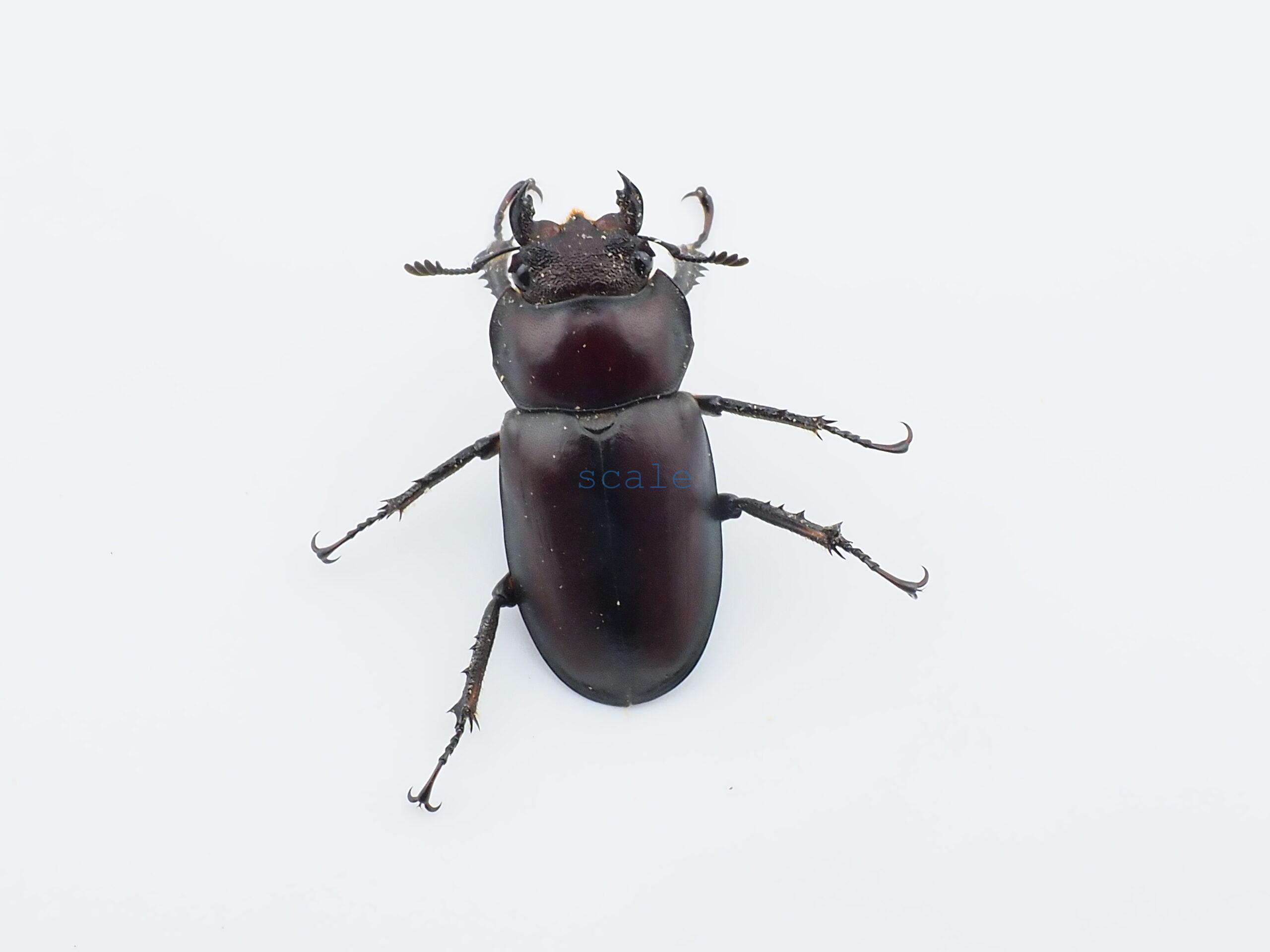 Lucanus angusticornis angusticornis