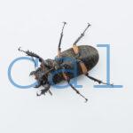 Lucanus angusticornis angusticornis