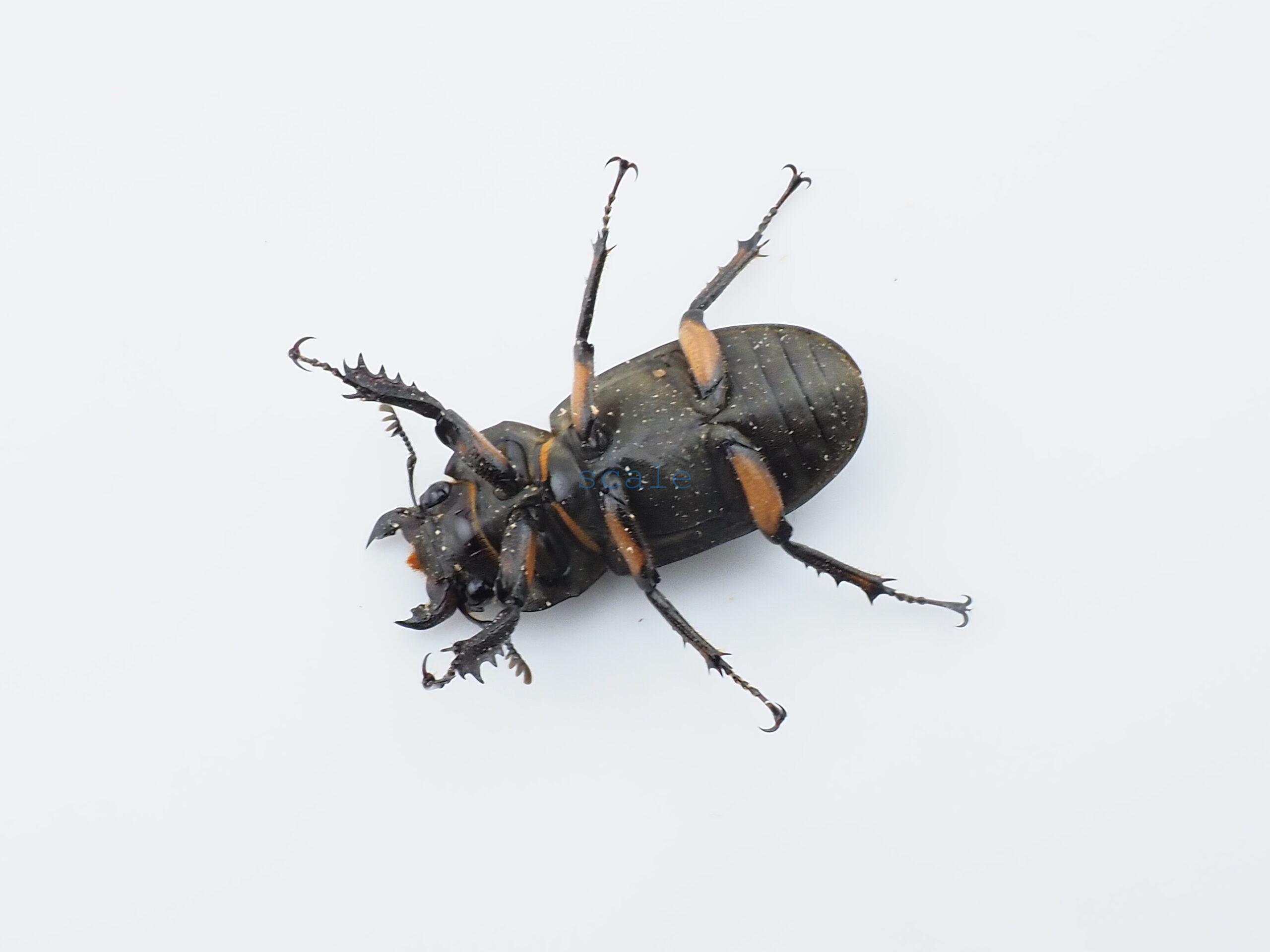 Lucanus angusticornis angusticornis
