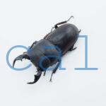 Dorcus cervulus