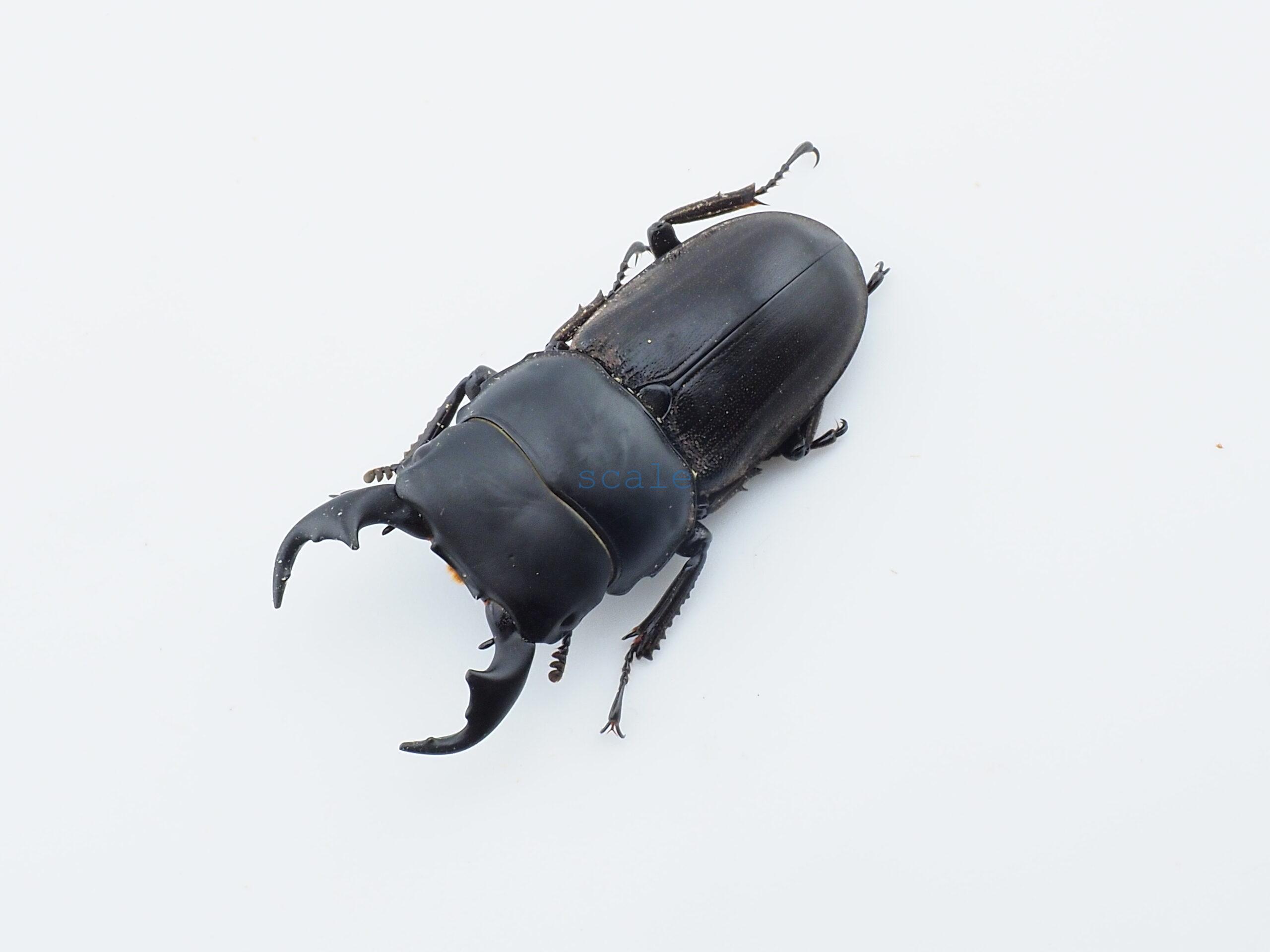 Dorcus cervulus