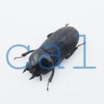 Dorcus cervulus