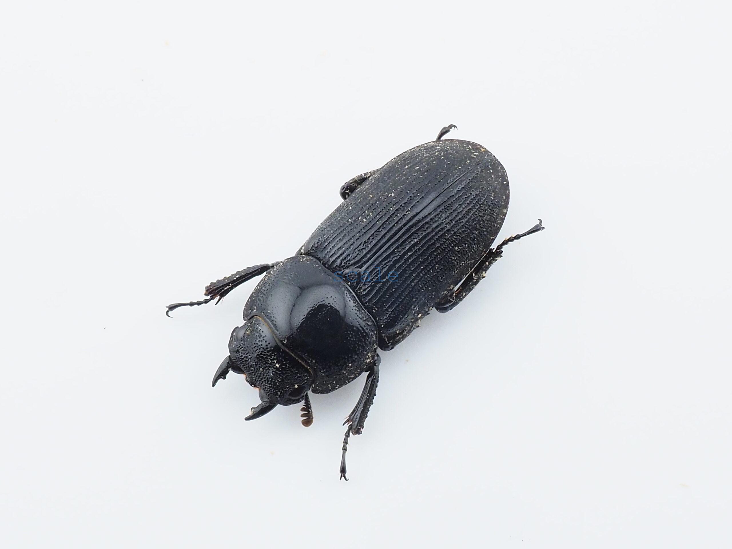 Dorcus cervulus