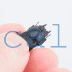 Dorcus cervulus