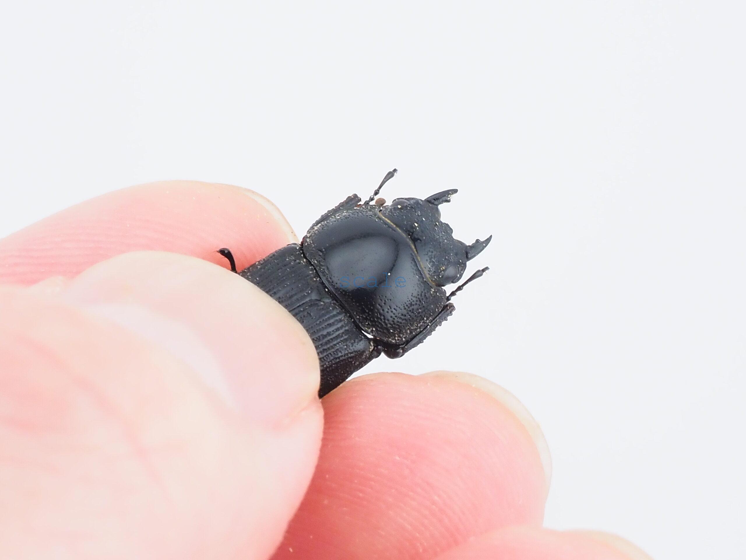 Dorcus cervulus