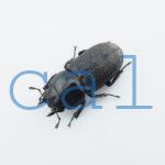 Dorcus sp.F