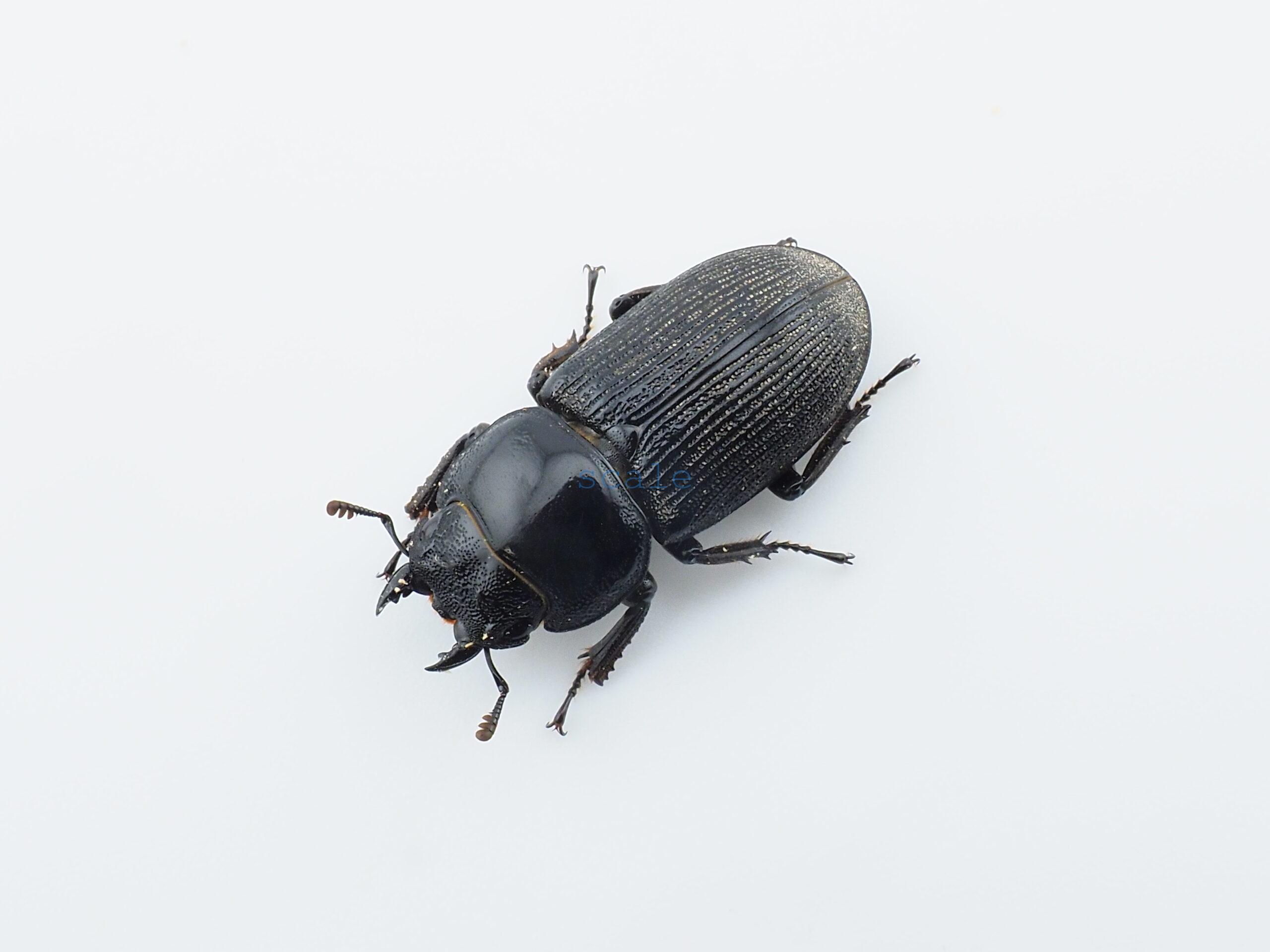 Dorcus sp.F