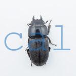 Dorcus sp.F