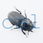Dorcus sp.F