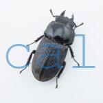 Dorcus sp.F