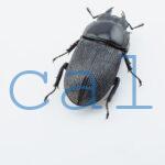 Dorcus sp.F