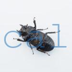 Dorcus sp.F