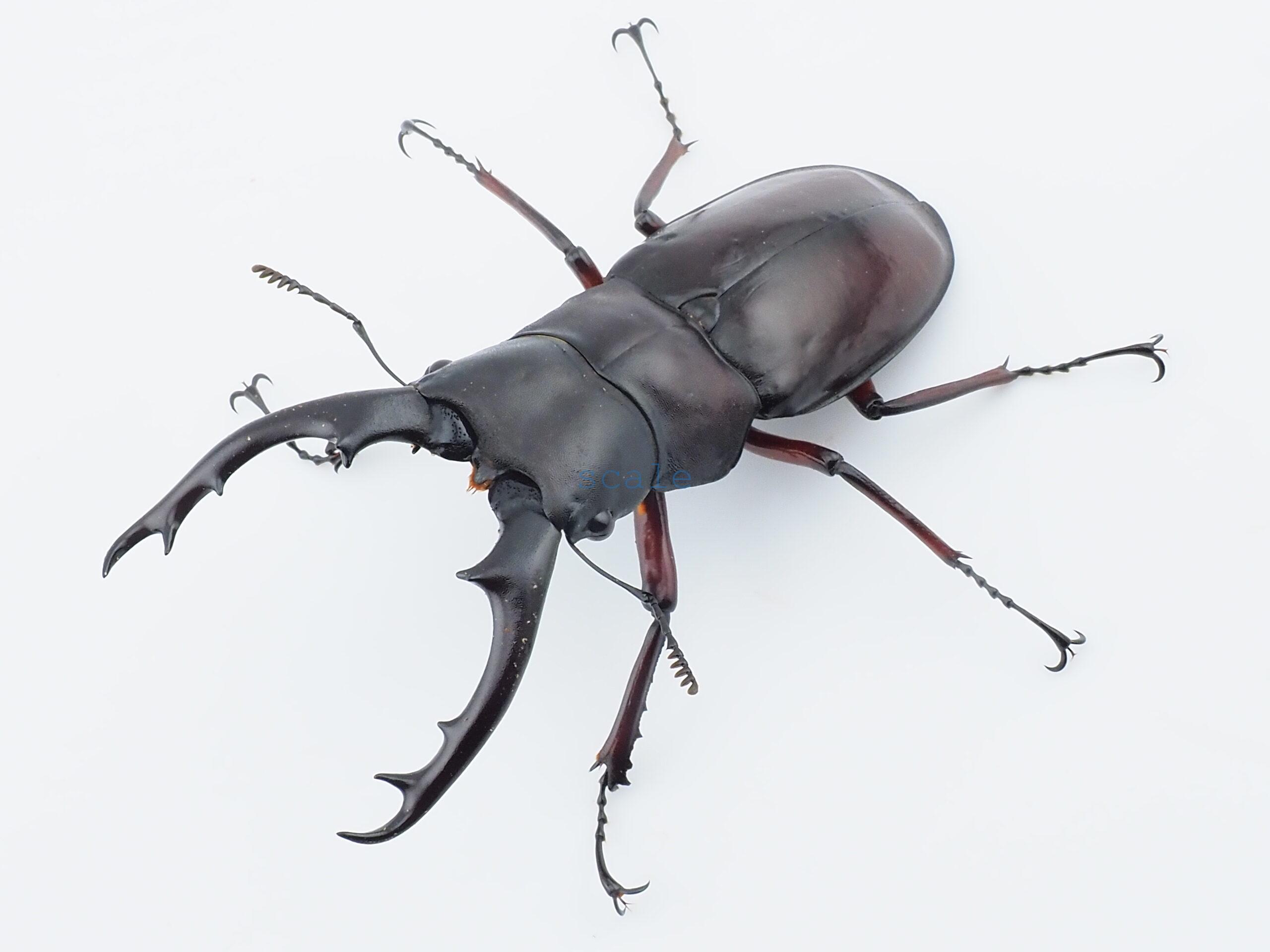 Hexarthrius bowringi bowringi