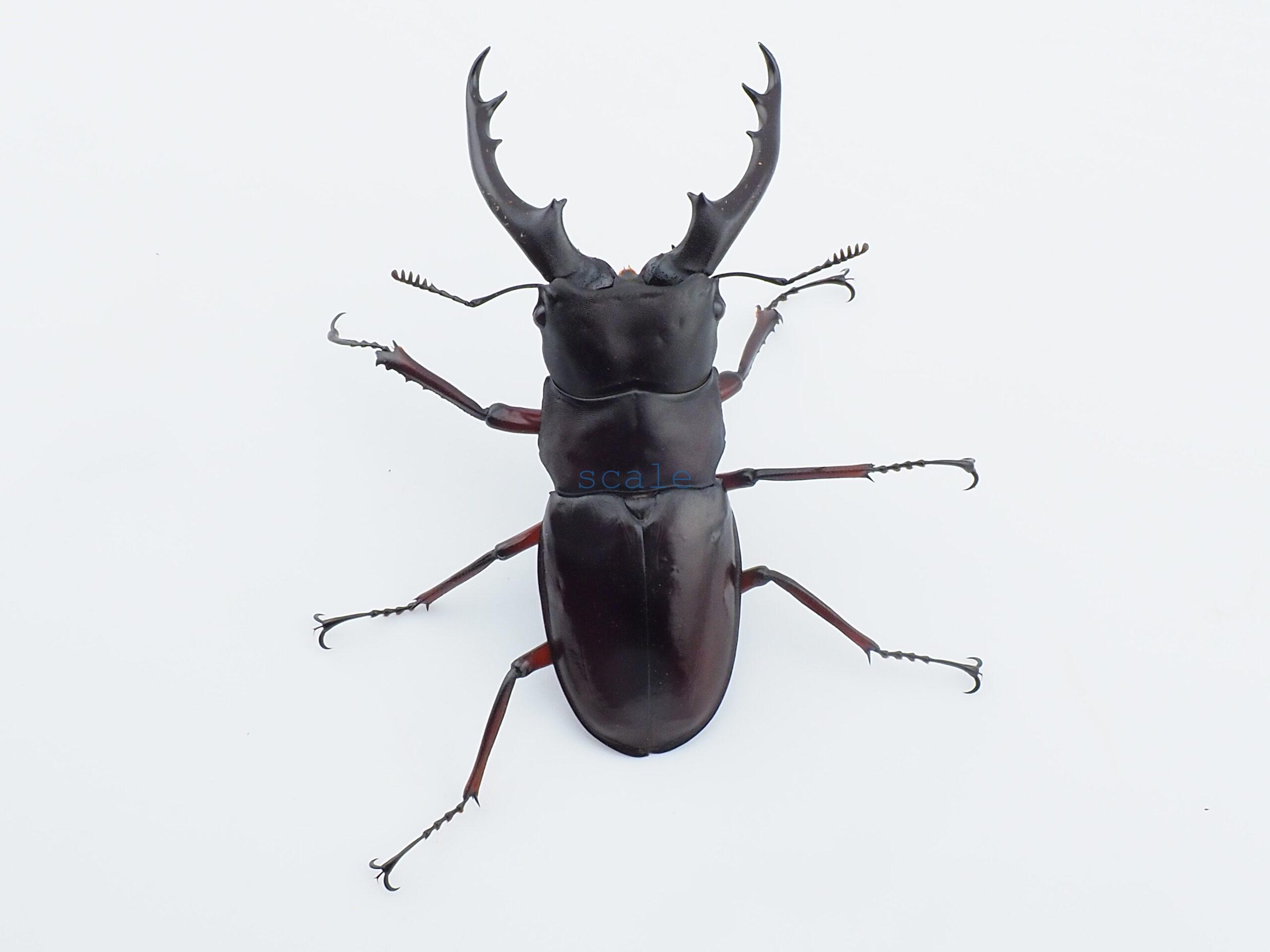 Hexarthrius bowringi bowringi