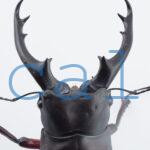 Hexarthrius bowringi bowringi
