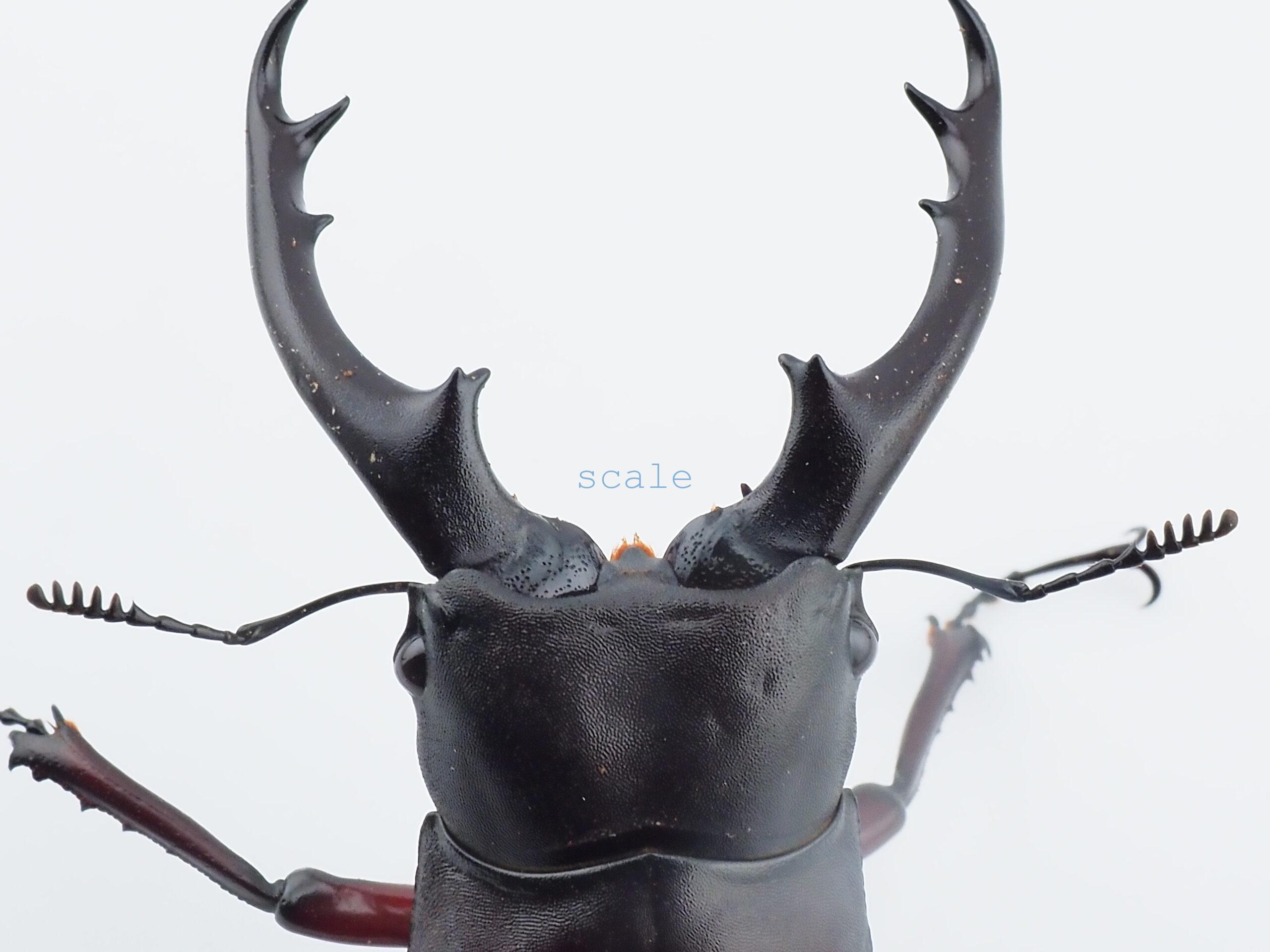 Hexarthrius bowringi bowringi