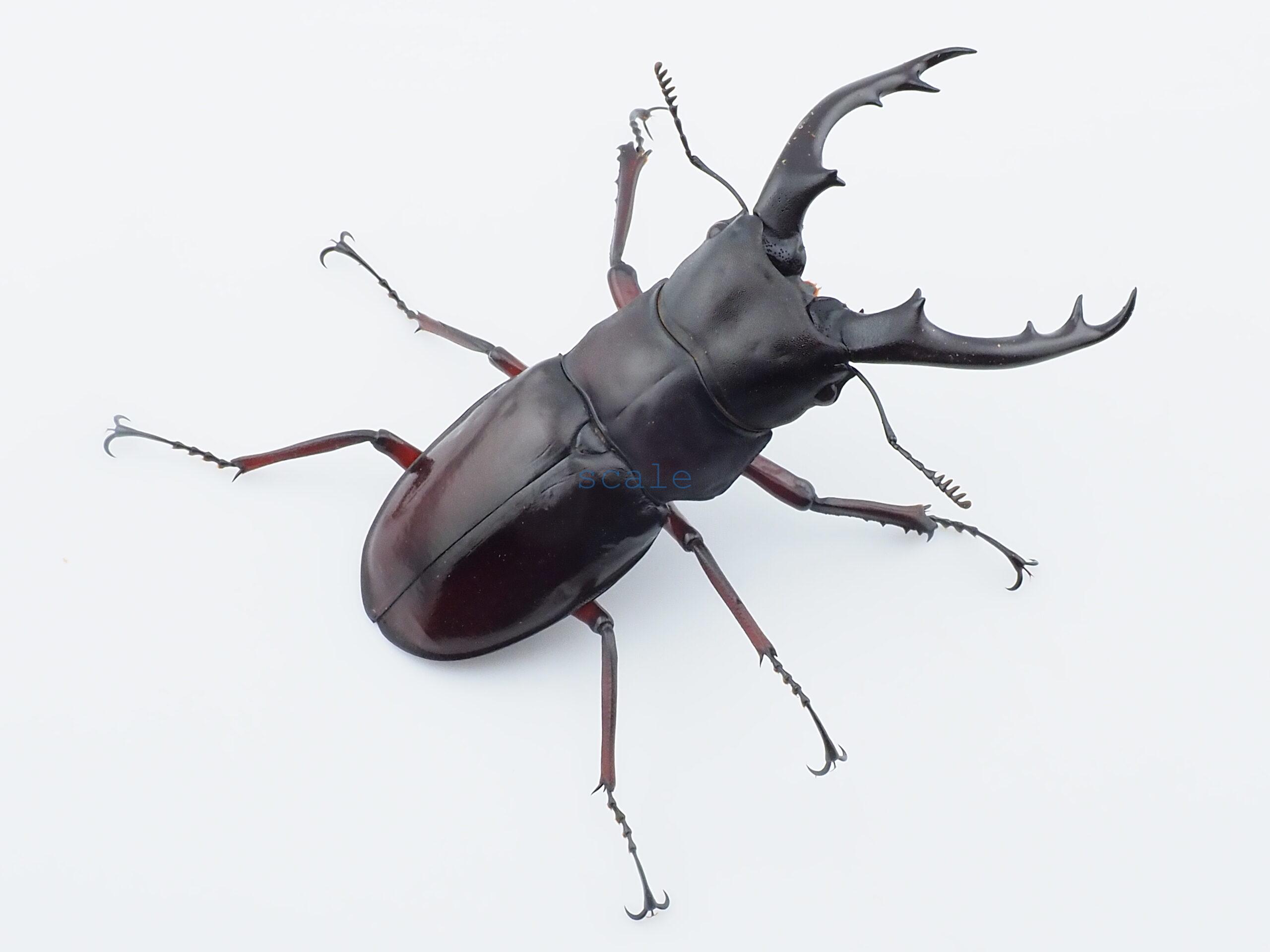 Hexarthrius bowringi bowringi