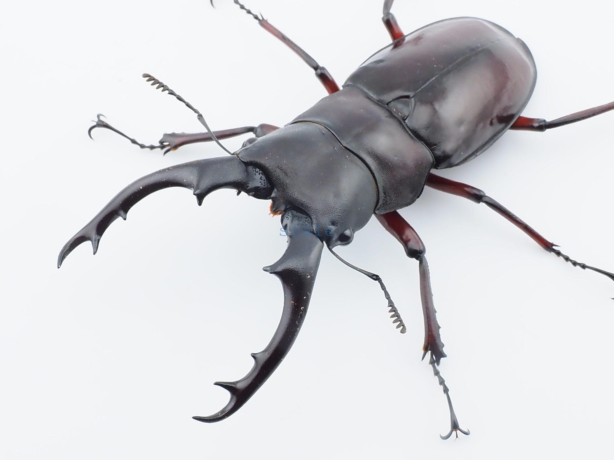 Hexarthrius bowringi bowringi