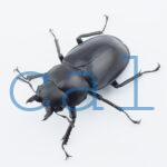 Hexarthrius bowringi bowringi